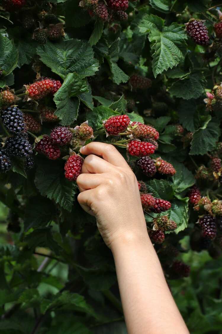 person holding red and black berries