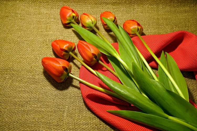 red tulips on brown textile